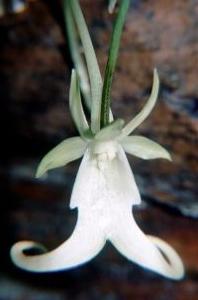 Dr. Dan Skean researches flowering plants, including the ghost orchid.
