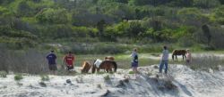 Wild (feral) ponies visit our campsite on Assateaque Island