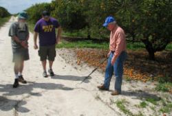 Stan Bronson of the Florida Earth Foundation gave us a tour of the Callery-Judge grove.  One of Florida's largest, this citrus grove is beset by greening's disease, and is in the process of being redeveloped as a residential area