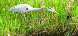 A heron hunting in the Everglades