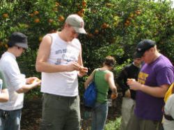 Jeff, John, and Mike sample honey tangerines in the Callery-Judge grove, outside West Palm Beach