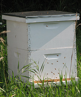 Albion College's Whitehouse Nature Center maintains standard top-bar hives that house Italian honeybees.