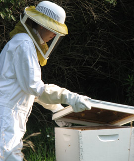 Albion College has a bee club that helps care for hives at Whitehouse Nature Center.