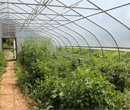 The hoop house at Albion Student Farm