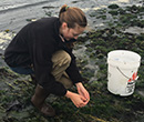 Stephanie Thurner, '17, conducted marine biology research in Anacortes, Wash., in summer 2016 with funding from the National Science Foundation's Research Experience for Undergraduates program. 
